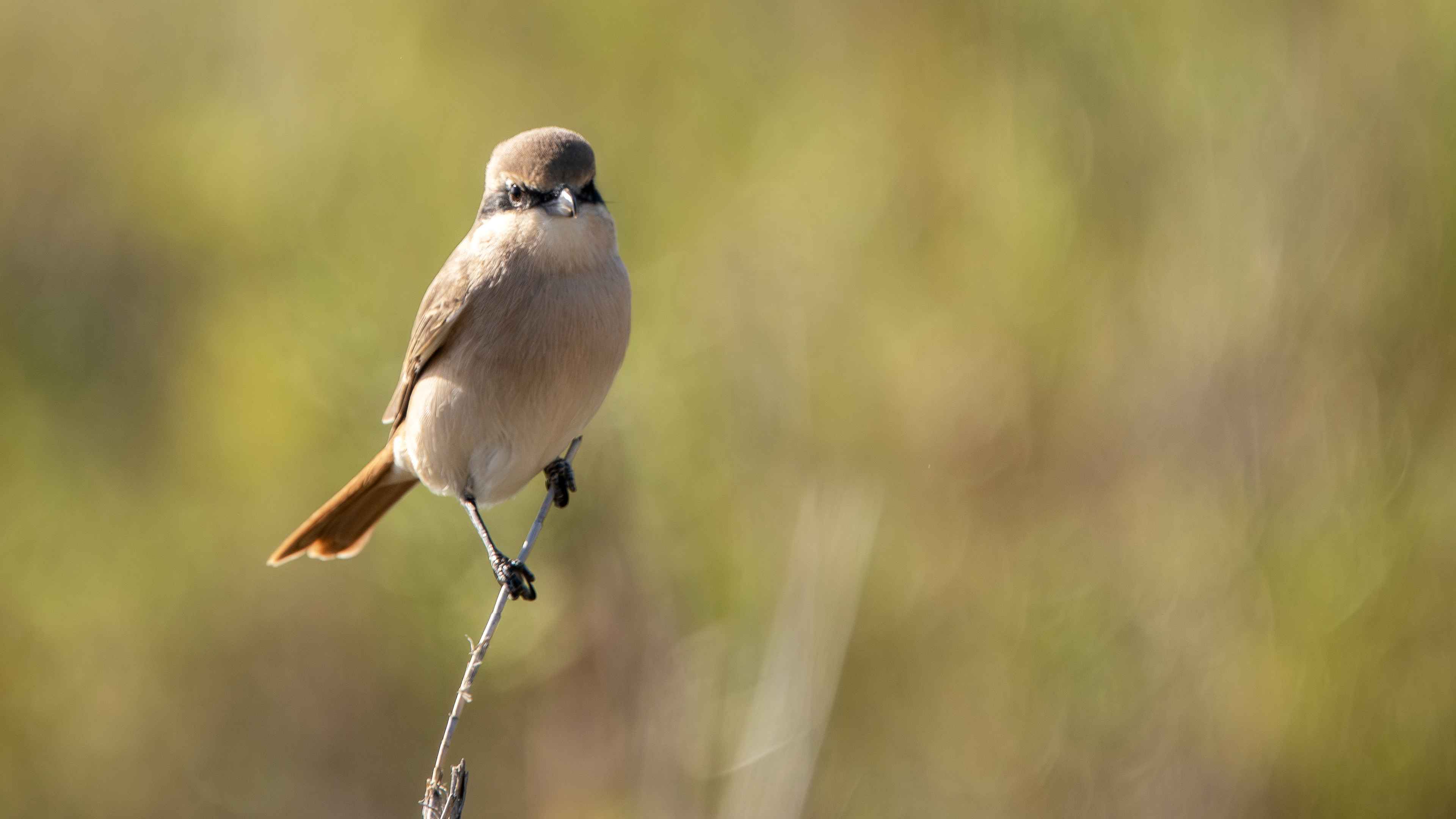 Red-tailed Shrike